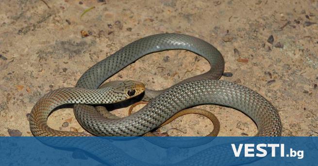 Домакиня от Куинсланд Австралия засмукала отровна змия с прахосмукачката си