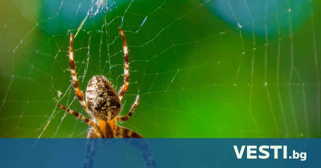 При някои видове паяци мъжките екземпляри имат наистина основателна причина
