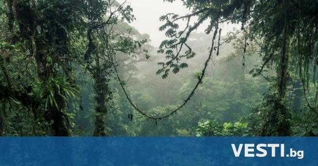 Тропическите гори са застрашени от високите температури несъвместими с фотосинтезата