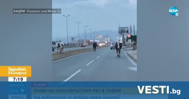 О пасност за шофьорите на Околовръстния път в София Крави