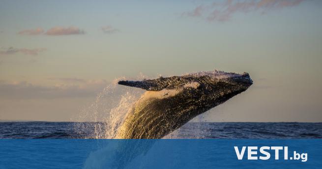 ърбат кит едва не погълна две жени на каяк край