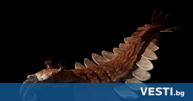Австралийски учени откриха изгубен свят от древни организми обитавали водните