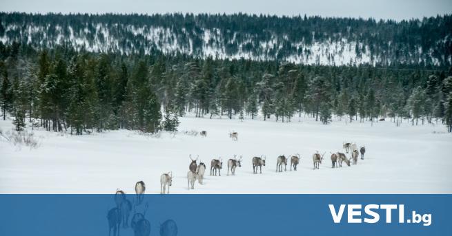В ъв Финландия живеят 200 000 северни елени Изненадващото е
