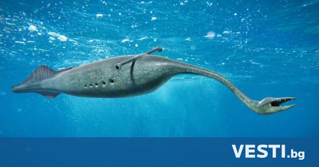 Класификацията на чудновато морско създание бродило из моретата преди много