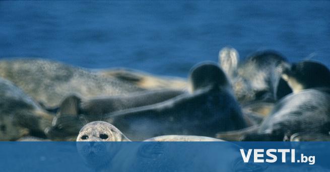 Около 2500 тюлена бяха открити мъртви на брега на Каспийско