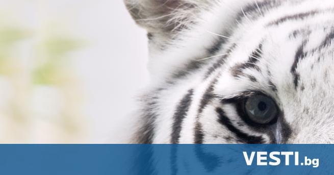 class=first-letter-big>Д ва тигъра са избягали от зоопарк в индонезийската провинция