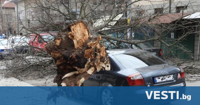 Дебело дърво премаза спрял автомобил в Харманли Водачът е оцелял