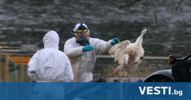 Първи смъртен случай, след заразяване с птичи грип, в Камбоджа