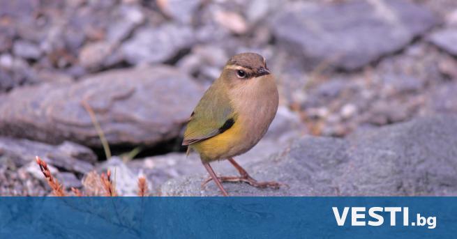 Орехче от разред врабчоподобни стана птица на годината в Нова