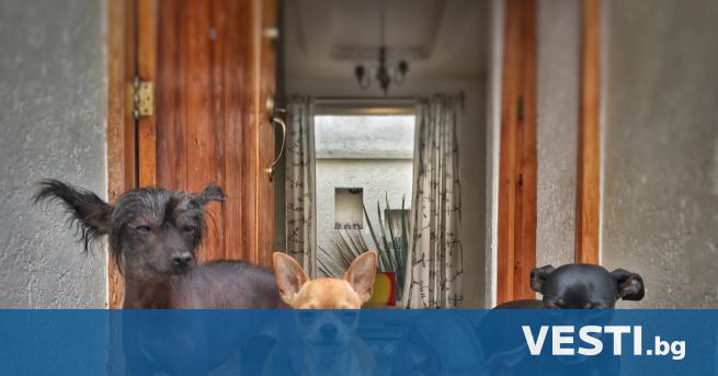 Видео със садистично отношение към кучета разпространено в социалните мрежи