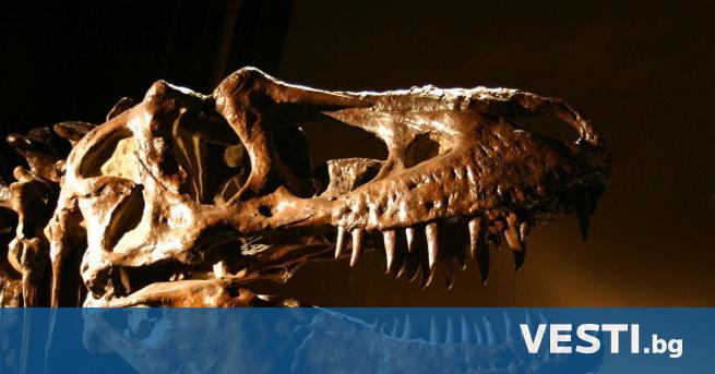 Рядък скелет на Тиранозавър рекс беше продаден за около 6
