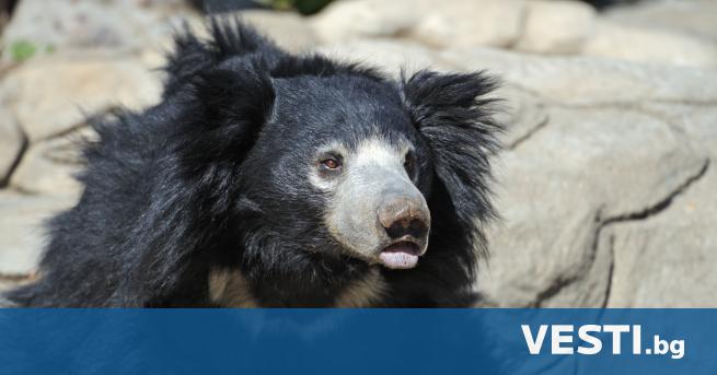 Три бърнести мечки починаха от студ след като бяха оставени