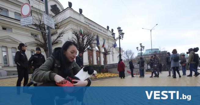 Кучето което през октомври посрещна депутатите от 48 ото Народно