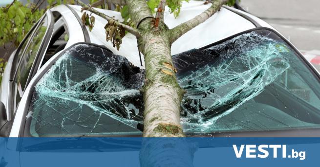 В Кюстендил тази сутрин огромно дърво падна върху автомобил в
