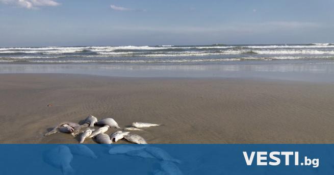 С тотици риби бяха открити мъртви на различни плажове в