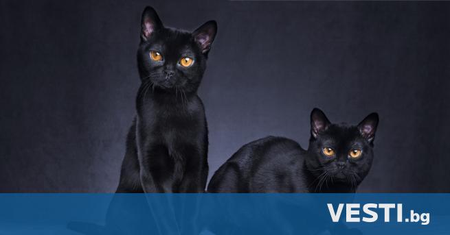 А ко сте привърженик на суеверието че черните котки носят