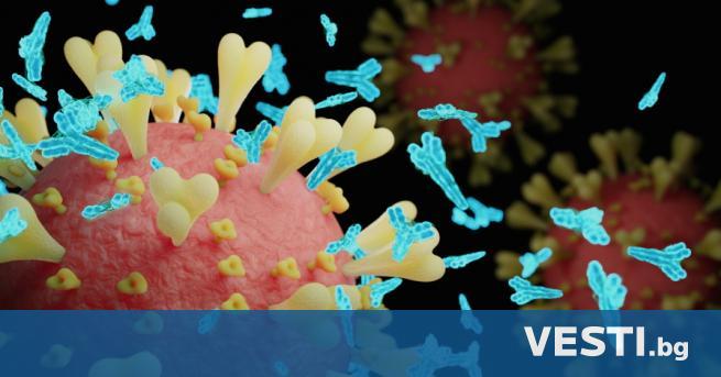 Снимка: Антителата срещу COVID-19: Кои видове ни пазят от заразяване