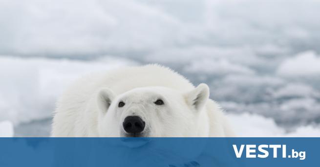Белите мечки отдавна символизират опасностите свързани с изменението на климата