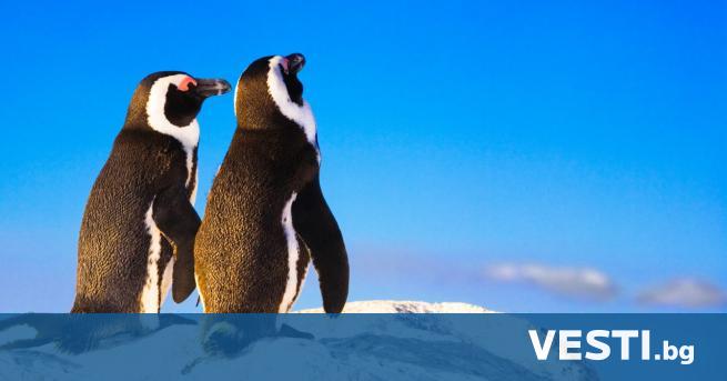 Две мъжки птици от вида Хумболтов пингвин станаха татковци за
