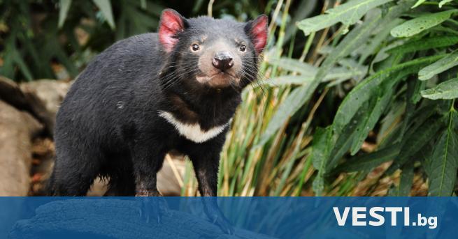 никалните двуутробни тасманийски дяволи които изчезнаха като вид от Австралия
