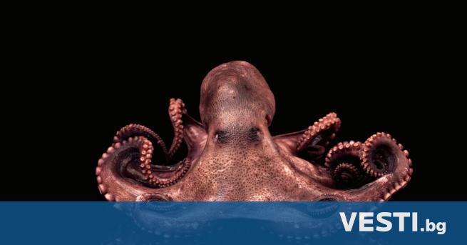 Ако не съществуваха октоподите биха могли да бъдат страхотни научнофантастични