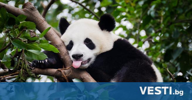 Г олемите панди вече не са застрашен вид но все