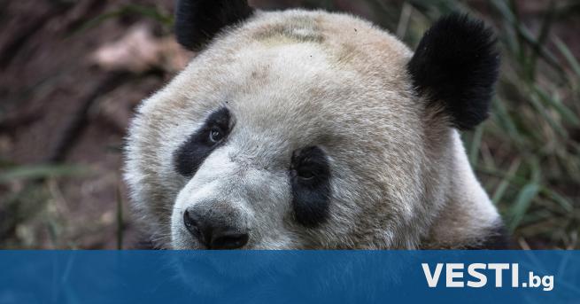 Ан Ан, най-старата гигантска мъжка панда в света, която беше