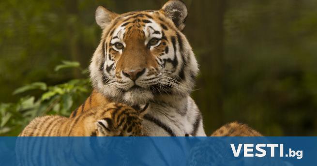 еопардите делят гората си със сибирския тигър Заради загуба на