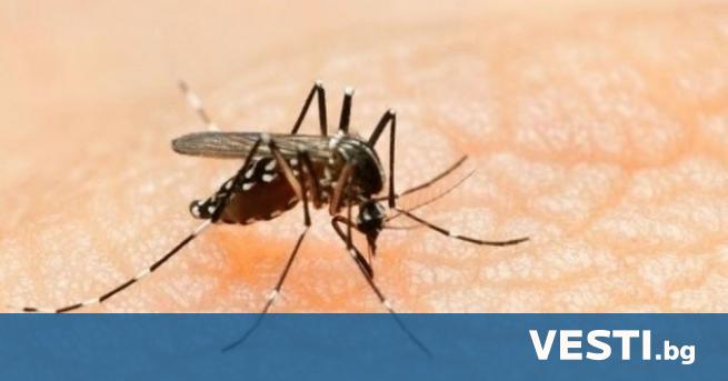 Правителството на Хондурас ще пусне на свобода лабораторно отгледани комари
