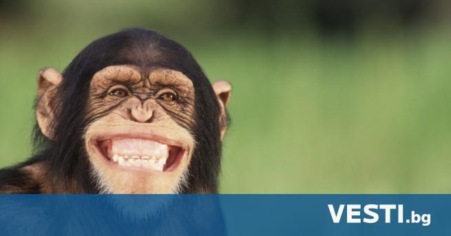 Международен екип от учени обяви че шимпанзетата се самолекуват с