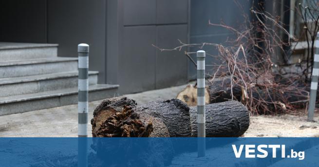 Дърво падна и рани младо момиче в София съобщиха от Столичната
