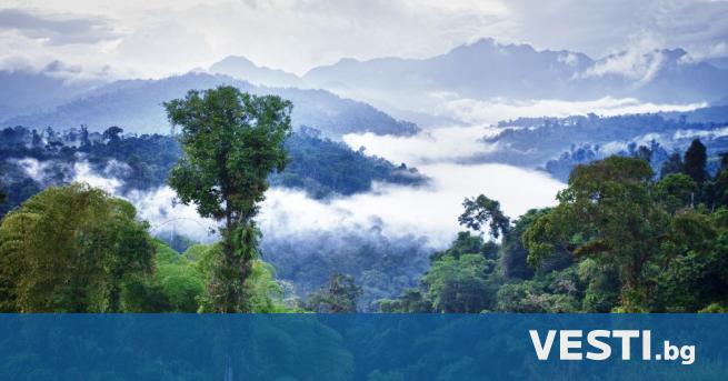Месец след като четири деца изчезнаха в колумбийската Амазония предварителен