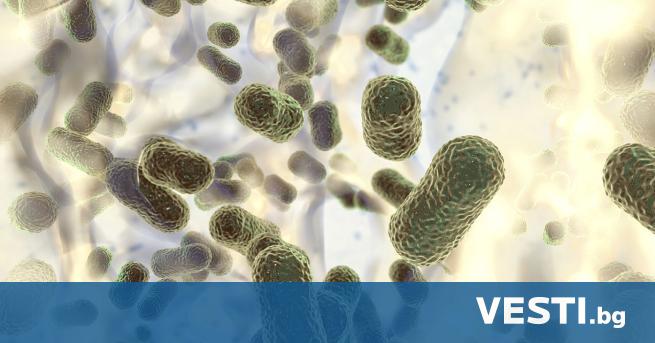 Биолози установиха, че микробът Acinetobacter baumannii, причинил голям брой незарастващи
