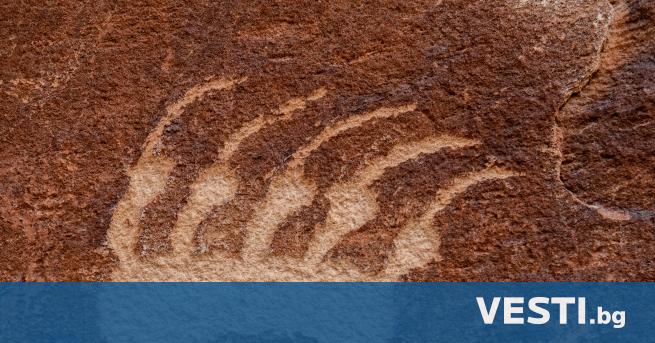 Изследователи в Австралия са открили неизвестно досега древно торбесто животно,
