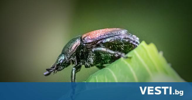 Я понски бръмбари заплашват да унищожат реколтата в Германия Тези