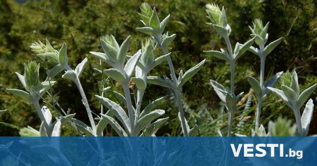 Български учени откриха нов вид растение съобщават от Българската академия на