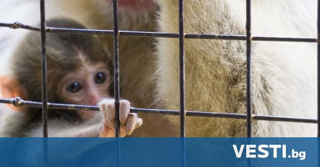 Противоречиво научно изследване провокира дебат за опитите върху животни предаде