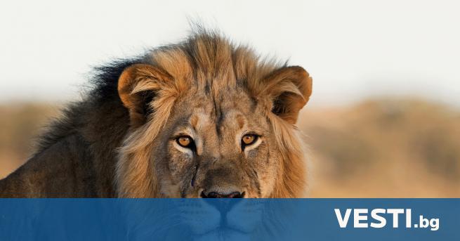 10 август е обявен за Световен ден на лъва Целта