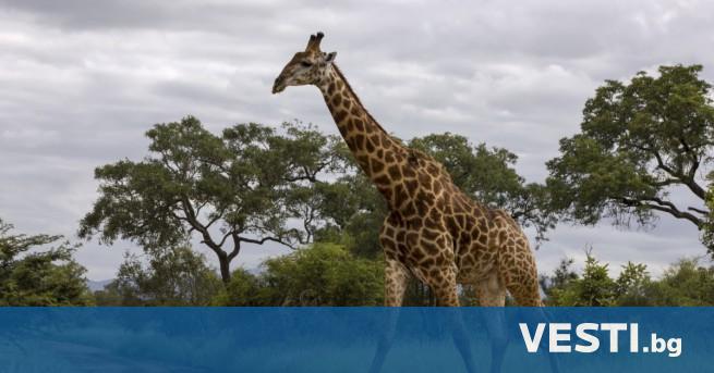 class first letter big Л овец от Южна Африка позира със сърцето на жираф