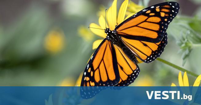 Северноамериканските пеперуди Монарх които изминават хиляди километри всяка година влязоха