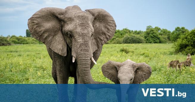Д нес отбелязваме Световния ден на слона По този повод над сто
