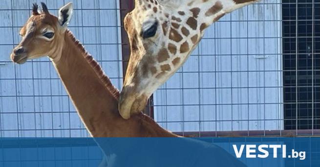 Взоологическата градина в Тенеси се появи нова суперзвезда – жирафче