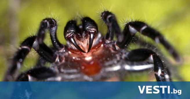 С илно отровни паяци плъзнаха градове в Австралия след катастрофалните