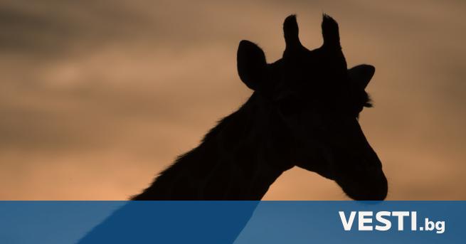 class=first-letter-big>У чени са открили два жирафа джуджета - в Намибия