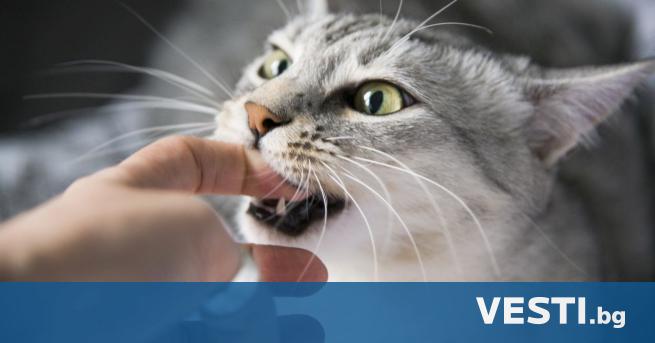 Ухапването от пухкава котка на улицата може да бъде по опасно
