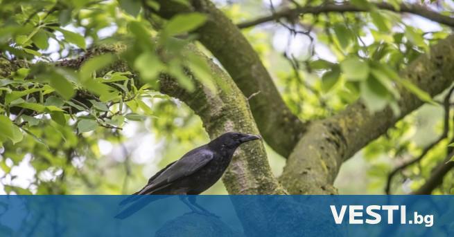 Биолози в Германия установиха че обикновените черни врани могат да