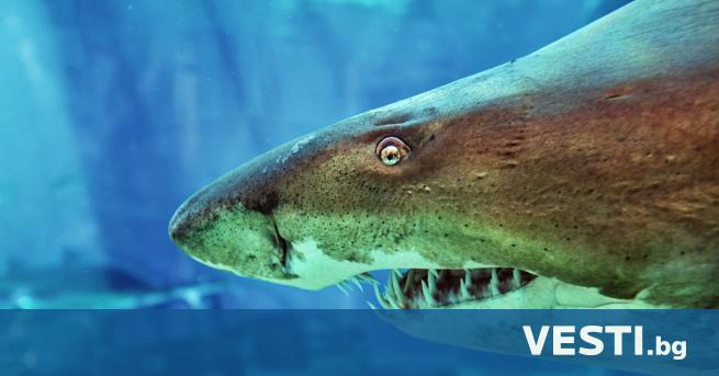 П реди десетки милиони години пясъчните тигрови акули са ловували