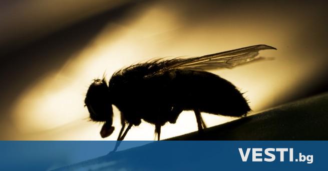 Виждането на мъртви мухи кара други мухи да умират по бързо