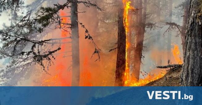 Горски пожар гори над село Осеново съобщиха от община Банско