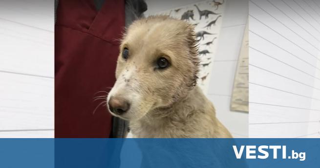 Куче на няколко месеца е намерено в безпомощно състояние и с отрязани